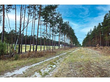S26-03-112: An der A 12, Fünfter Schlag; Flurstücke 581, 585, 599;
							15754 Heidesee